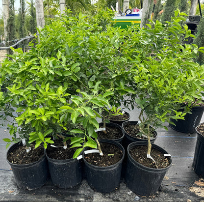 Key Lime Citrus Tree, Citrus Aurantiifolia potted in rows nursery setting