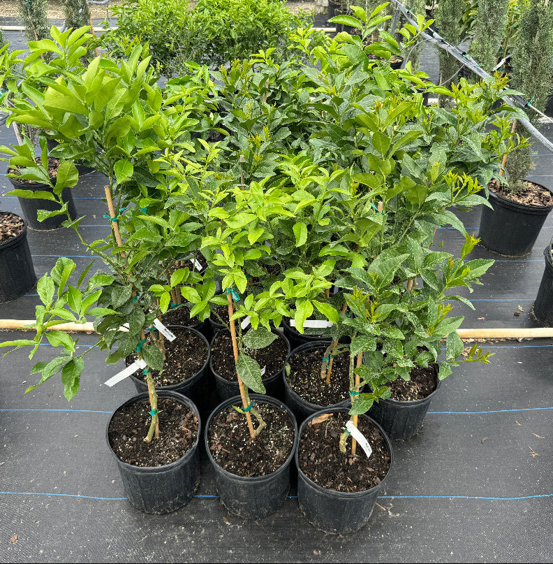 Key Lime Citrus Tree, Citrus Aurantiifolia potted in rows nursery setting