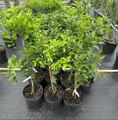 Key Lime Citrus Tree, Citrus Aurantiifolia potted in rows nursery setting