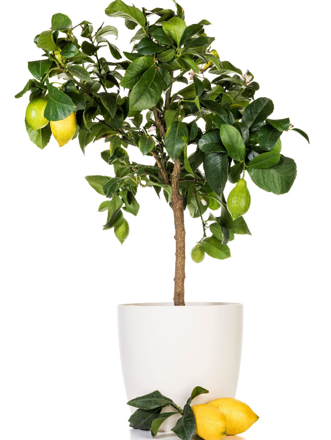 Key Lime Citrus Tree, Citrus Aurantiifolia A potted Key Lime citrus tree with green leaves, a single yellow lemon on the tree, and a white pot.