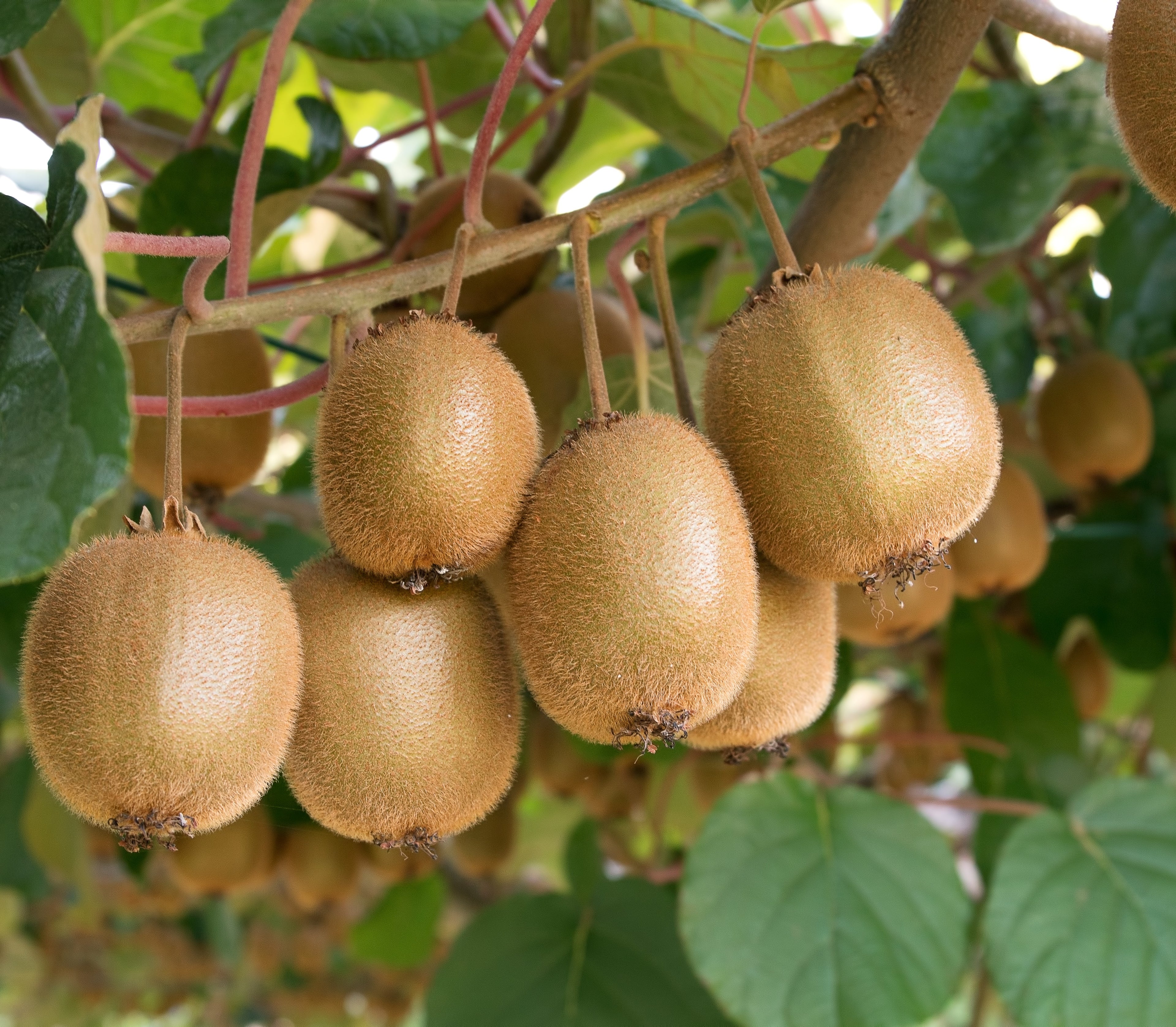 Kiwi Fruit Tree, &