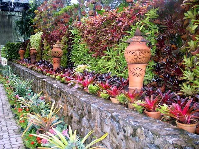 Bromeliad, Neoregelia Fireball