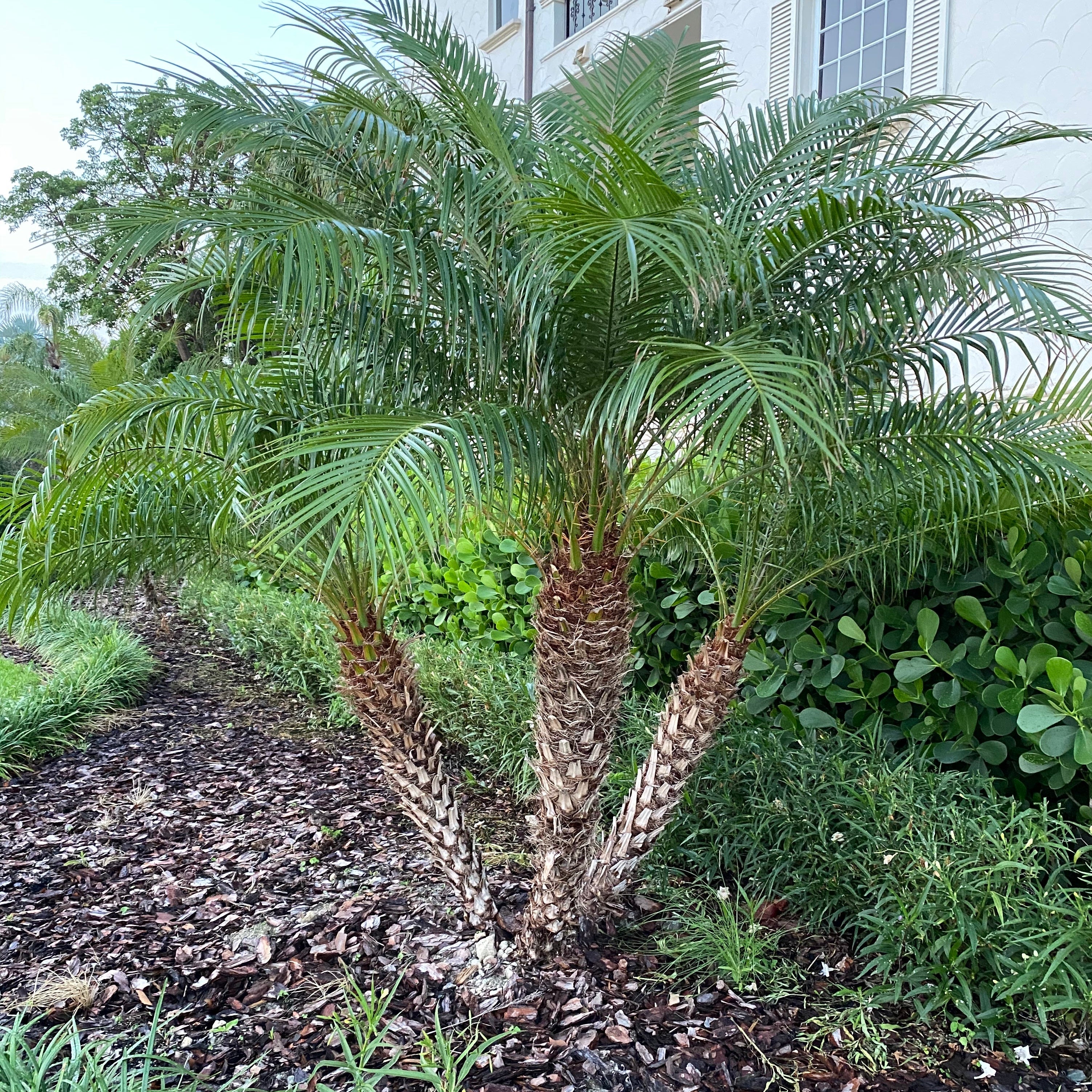 Date Palm Tree Double, Phoenix Roebelinii Pygmy Tropical Palm