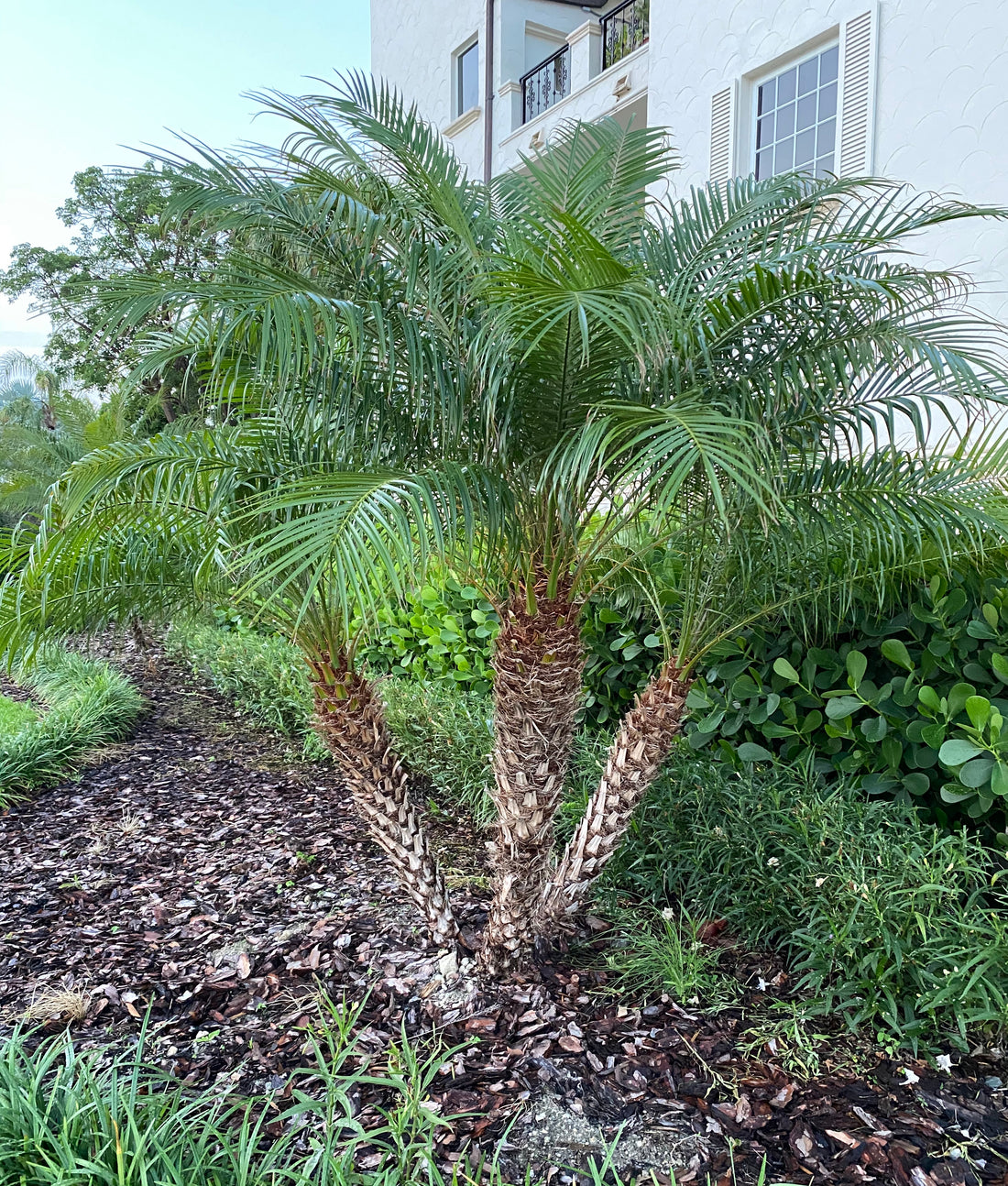 Large three-trunk Pygmy Date Palm with long arching feathery green fronds growing from textured brown trunks in a tropical outdoor setting