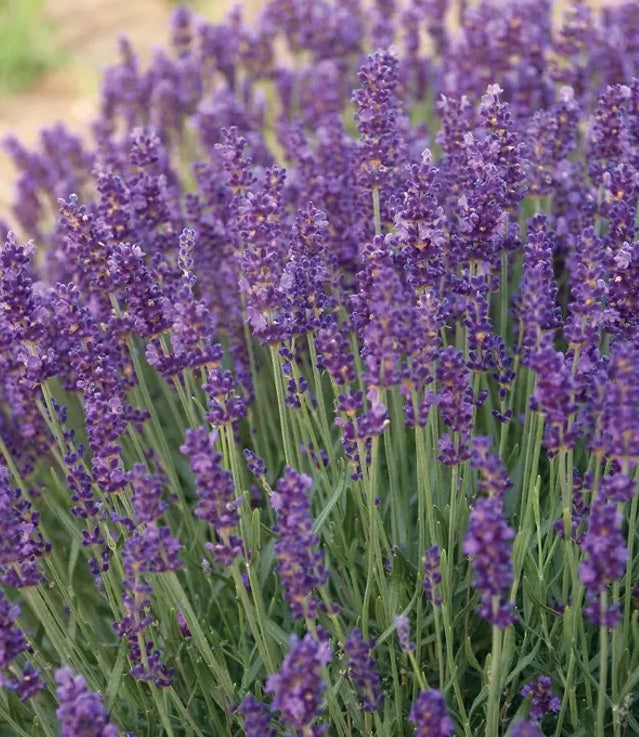 Hidcote Blue English Lavender