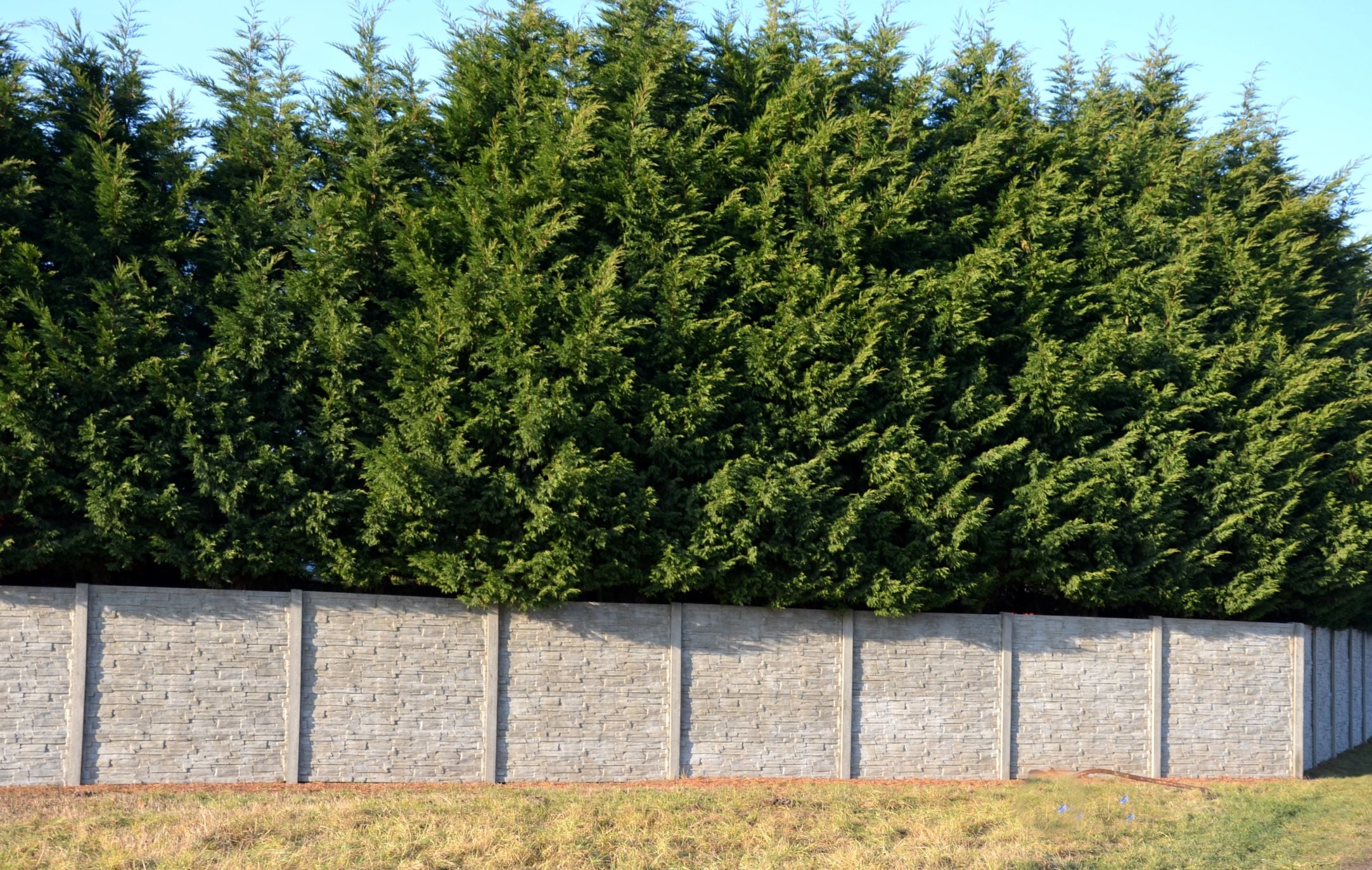 Murray Leyland Cypress, Cupressocyparis Leylandii view over wall