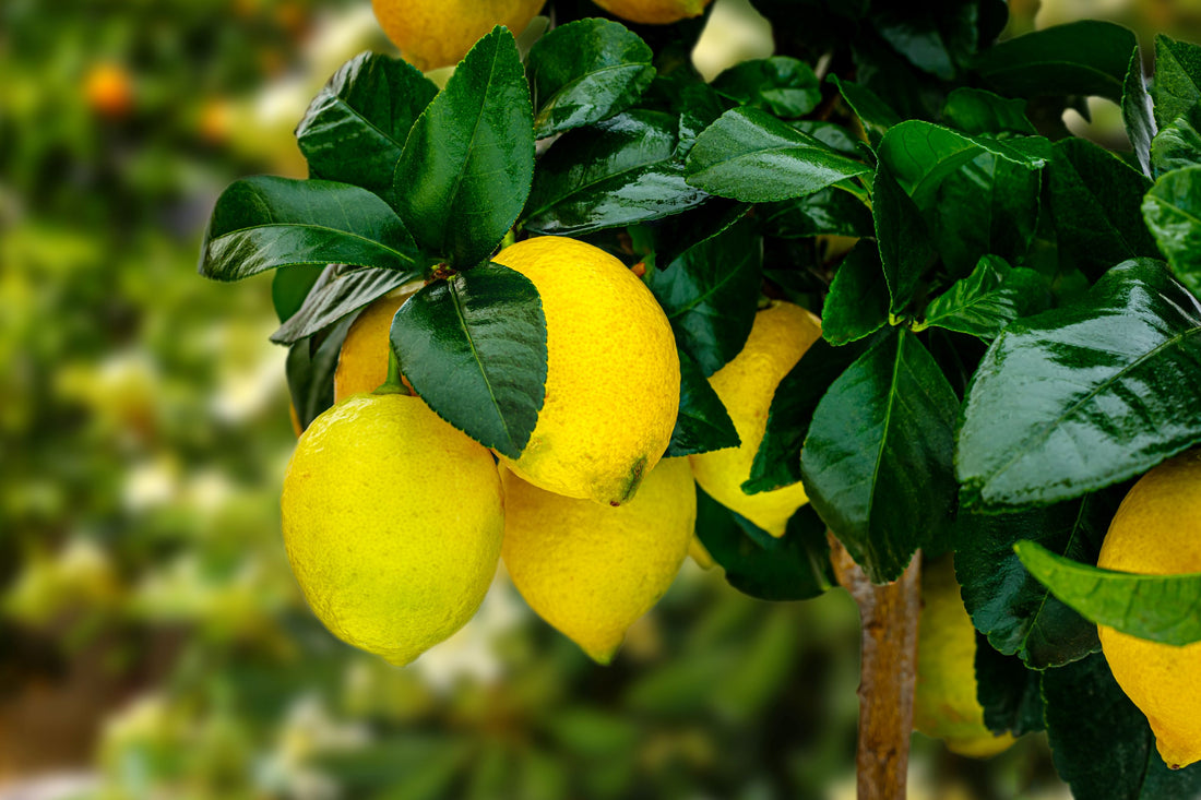 Meyer Lemon, Limon Citrus Tree