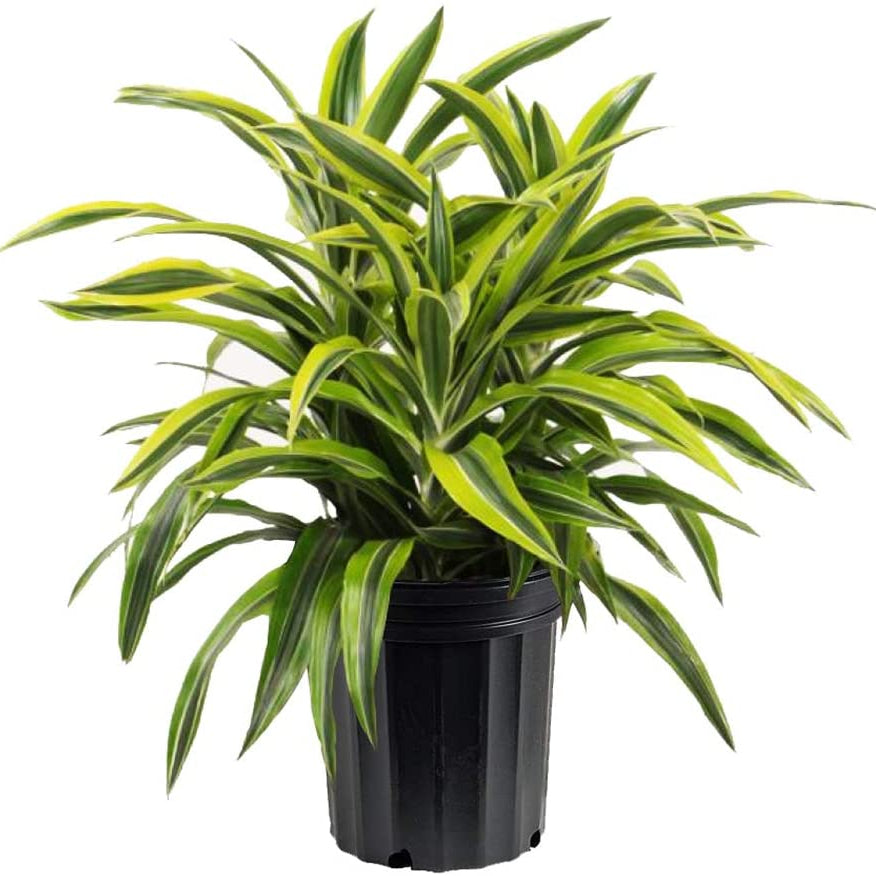 A potted Dracaena Warneckii, also known as Lemon Lime Dragon Tree, with long green leaves striped with yellow margins, placed on a wooden surface against a white background.