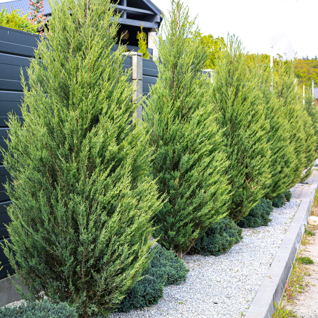 Best Plants to Grow under Trees in Florida: Top Shade-Loving Picks 2 Best Plants to Grow under Trees in Florida: Top Shade-Loving Picks
