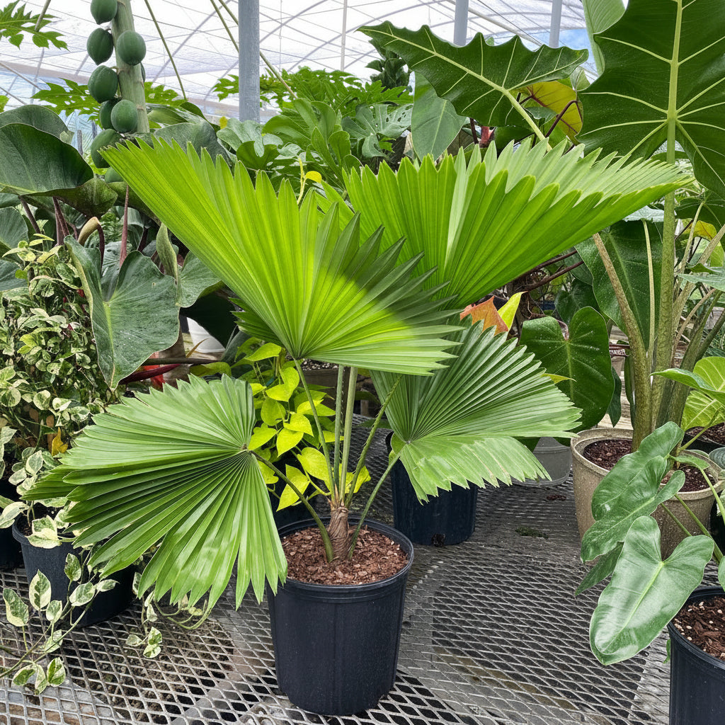 Licuala Peltata Fan shape Leaves