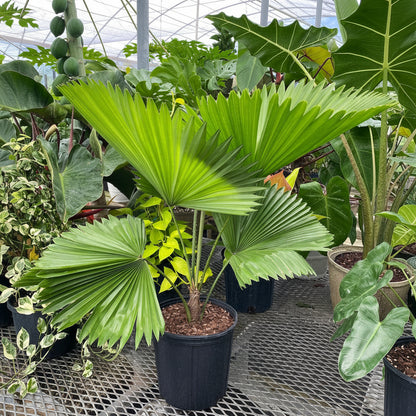 Licuala Peltata Fan shape Leaves