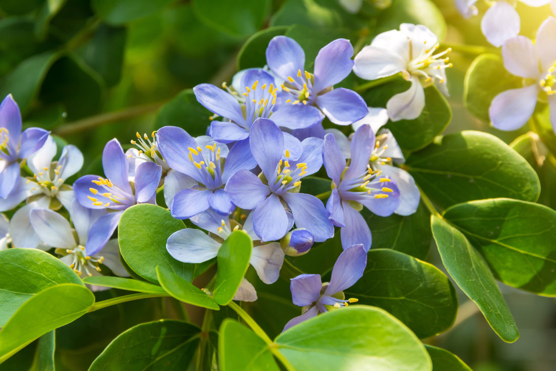 Lignum Vitae Guaiacum Officinale Flowering Tree of Life