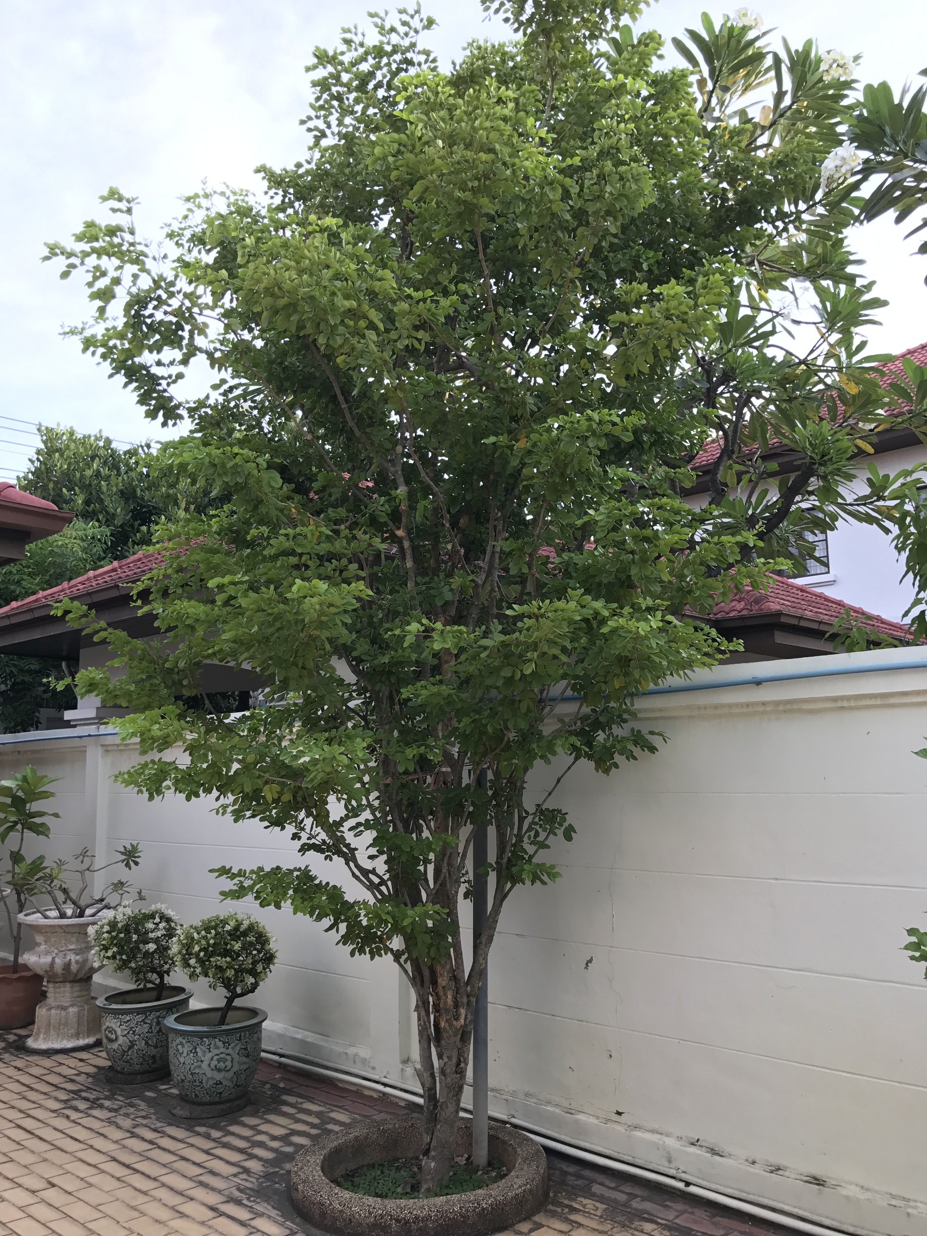 Lignum Vitae Guaiacum Officinale Flowering Tree of Life