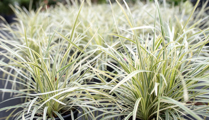 close view of Liriope Muscari Aztec Variegated, Monkey Grass