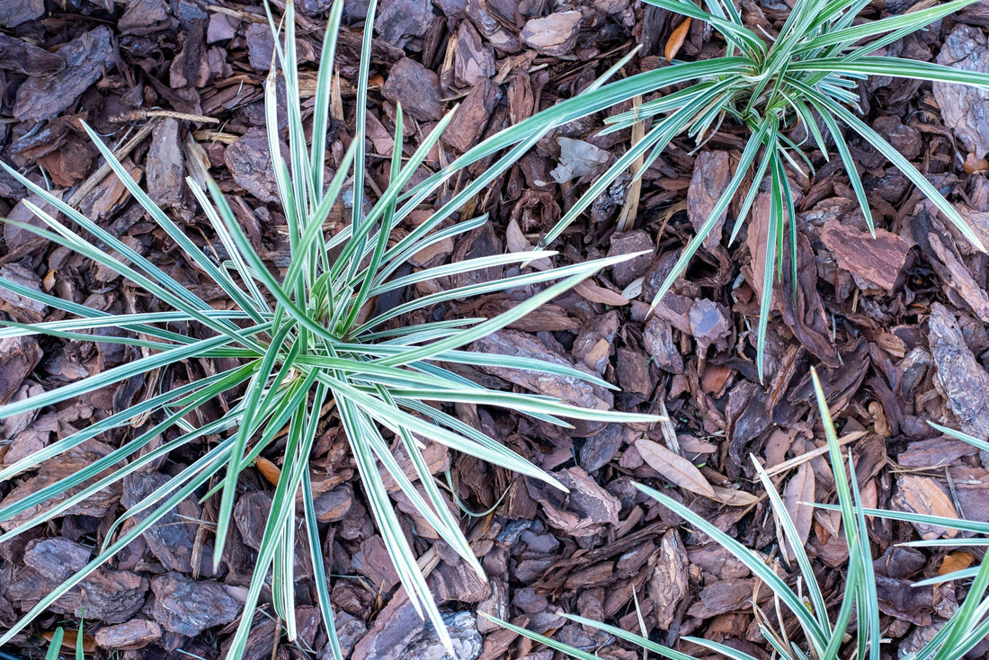 upper view of Liriope Muscari Aztec Variegated, Monkey Grass outside