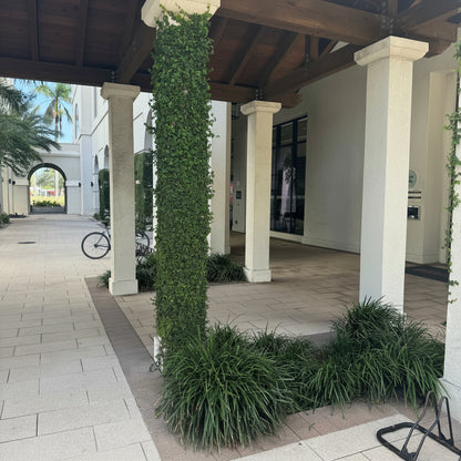 Liriope super blue An outdoor architectural walkway with white columns, a covered wooden roof, paved stone flooring, and green ground cover and tall ivy-covered posts.