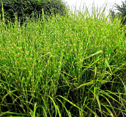 Little Zebra Miscanthus Compact Grass