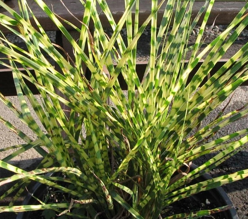 Little Zebra Miscanthus Compact Grass