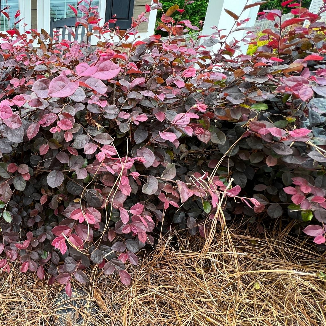Loropetalum Compacta Ruby Chinense