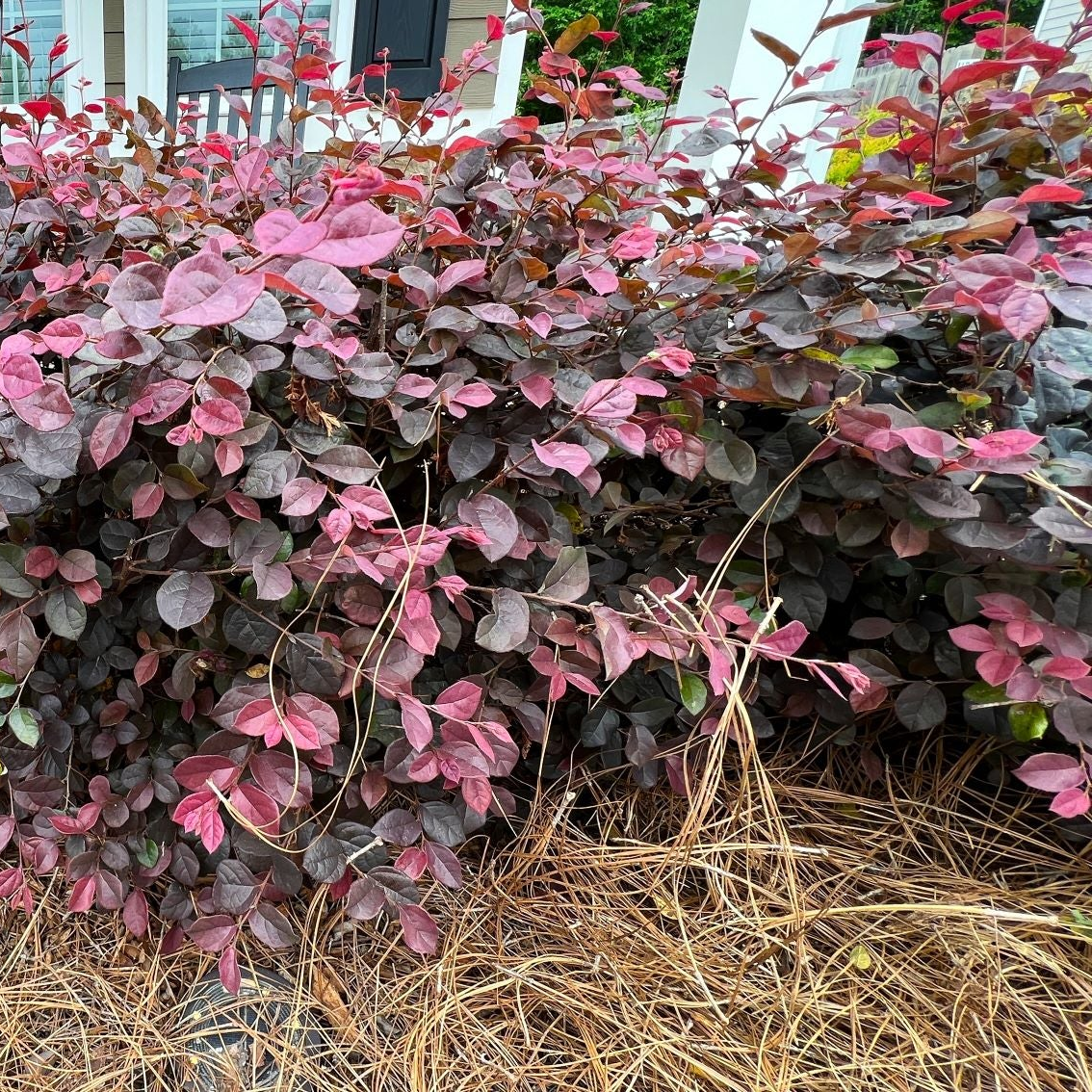 Loropetalum Compacta Ruby Chinense