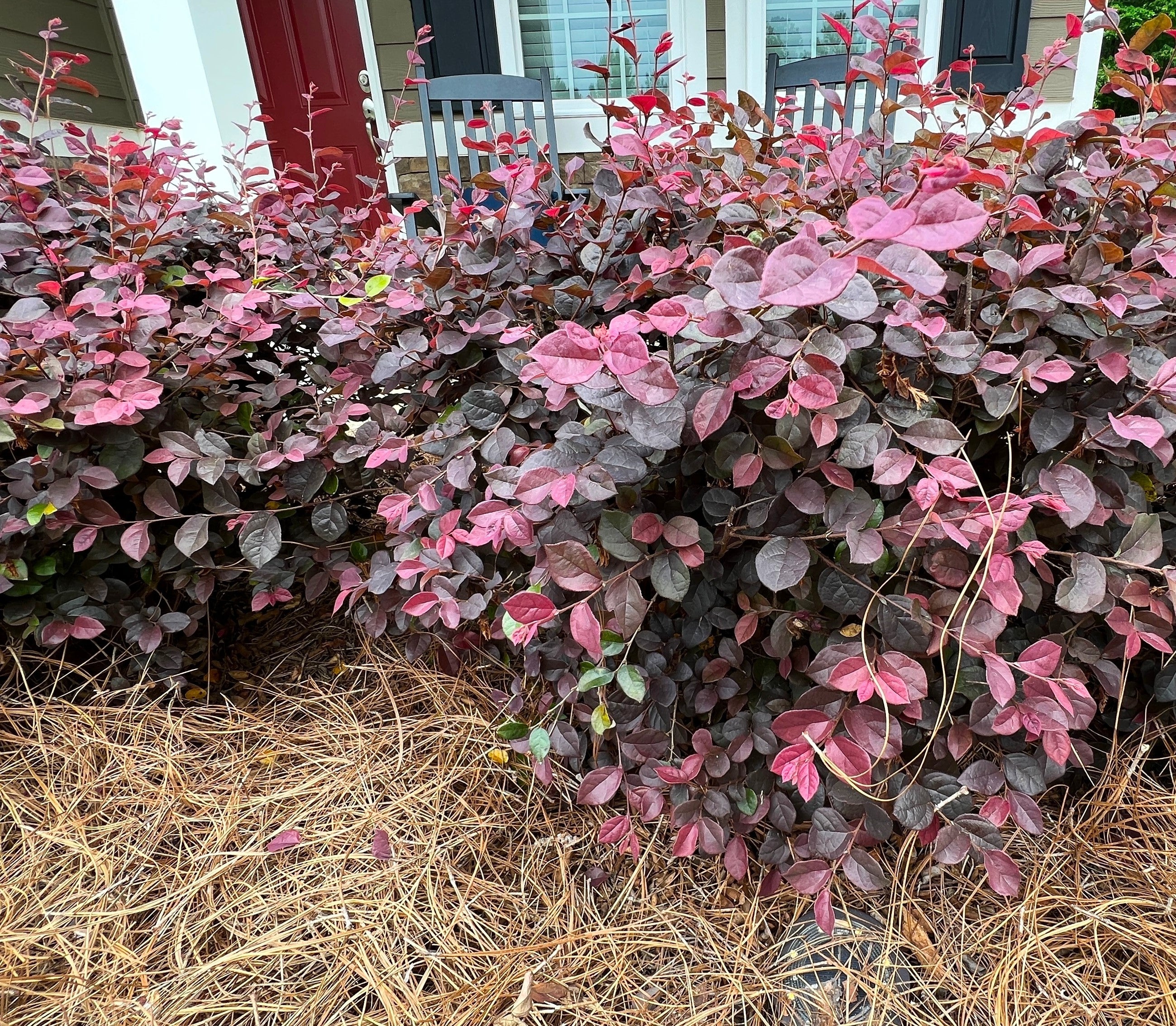 Loropetalum Ruby | Eureka Farms