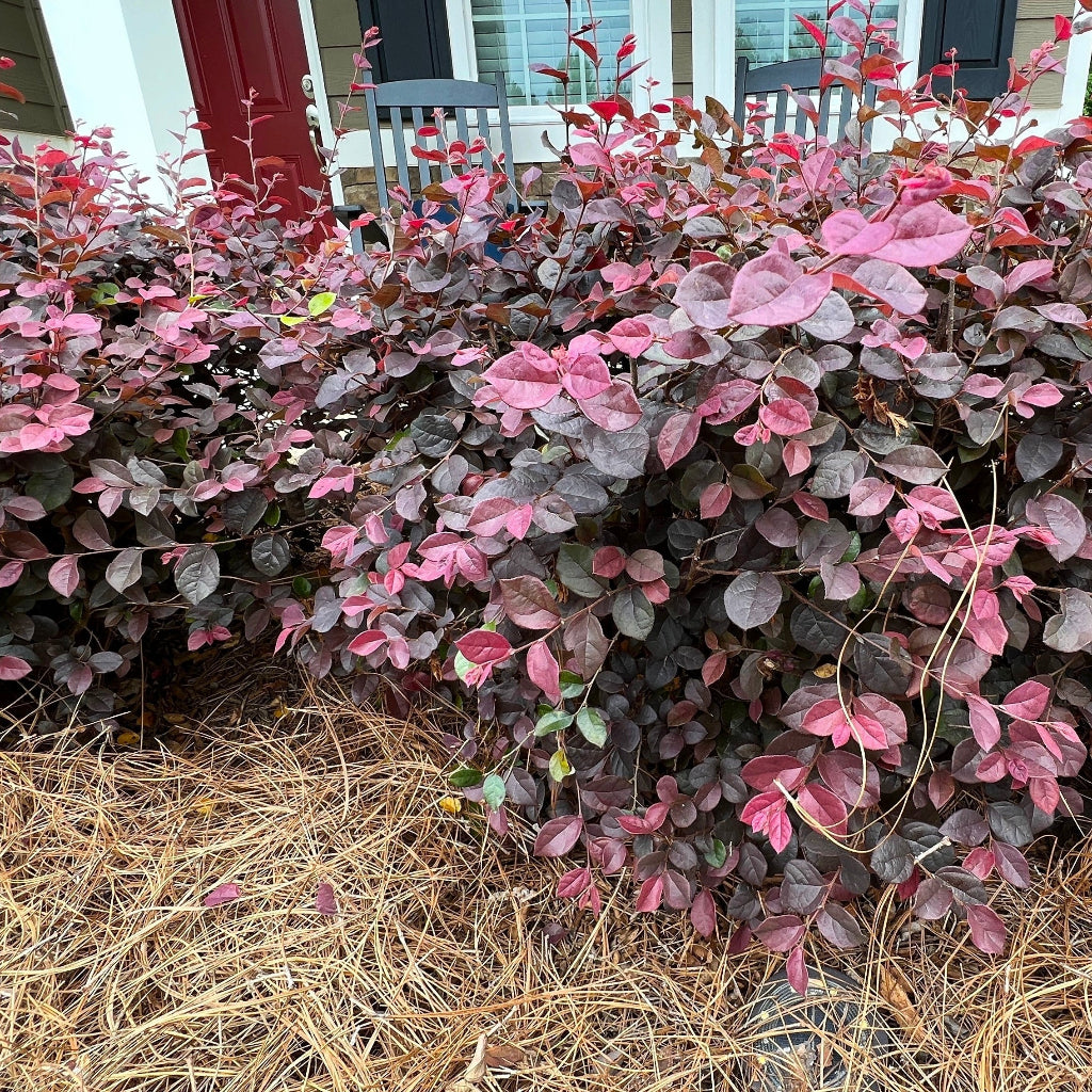 outside view of Loropetalum Compacta Ruby Chinense