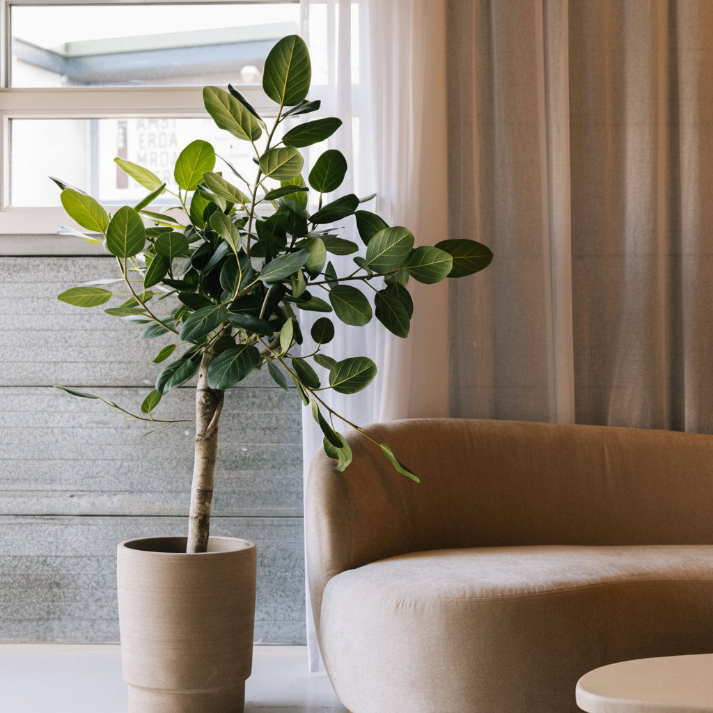 Mature Ficus Banyan Tree Form Single Stem, Ficus Benghalensisis, prominently featuring a clear single trunk and a lush canopy of broad green leaves, situated in a textured beige cylindrical planter within a modern, minimalist indoor lounge setting alongside a curved sofa, showcasing its elegant form as a chic interior focal point.