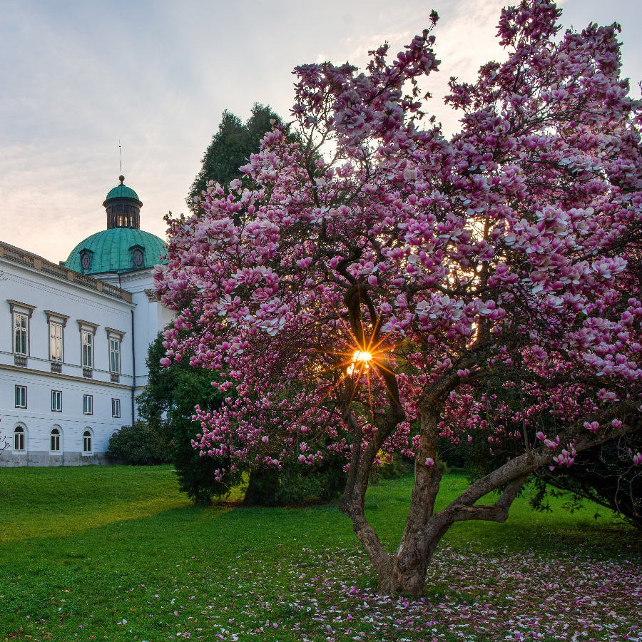 A mature Magnolia tree in full bloom with vibrant pinkish-purple blossoms, standing on a grassy lawn covered in fallen petals. In the background is a large white building