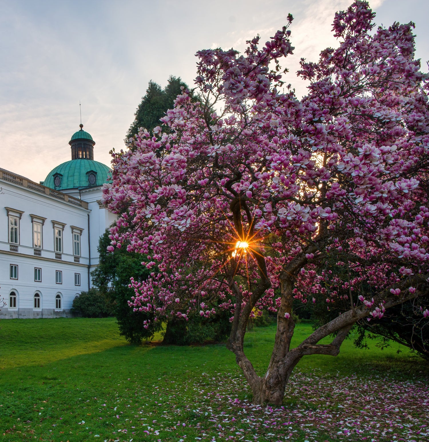 Magnolia Jane Pink-Purple Flowering Tree