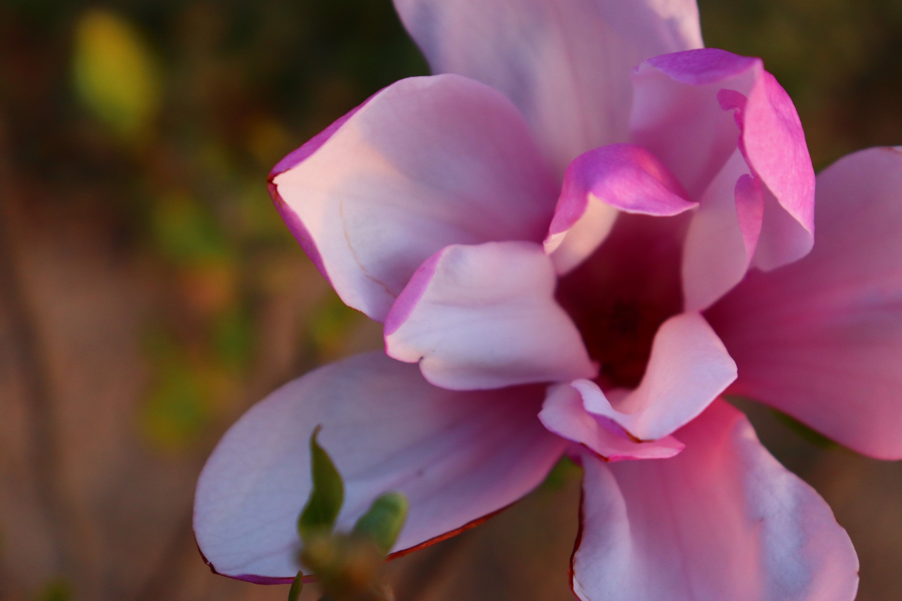 Magnolia Ann Pink Flowering Tree