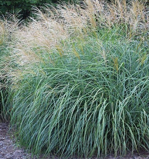 Maiden Grass Morning Light