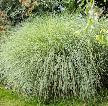 Maiden Grass Morning Light
