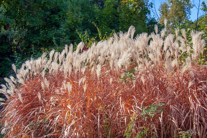 Maiden Grass Little Miss Dwarf, Miscanthus