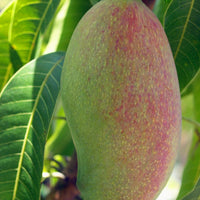 Mallika Mango Fruit Tree, Grafted