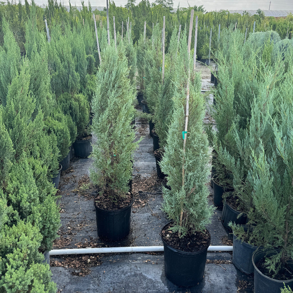 Medora Juniper
