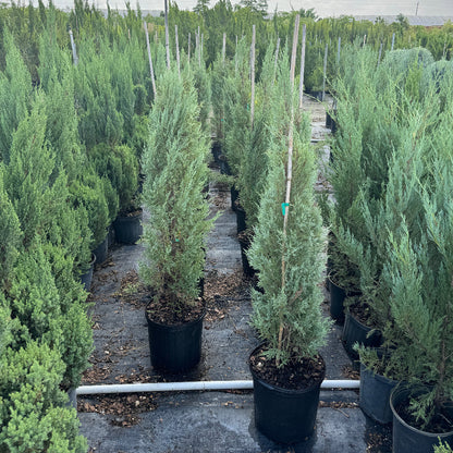 Medora Juniper