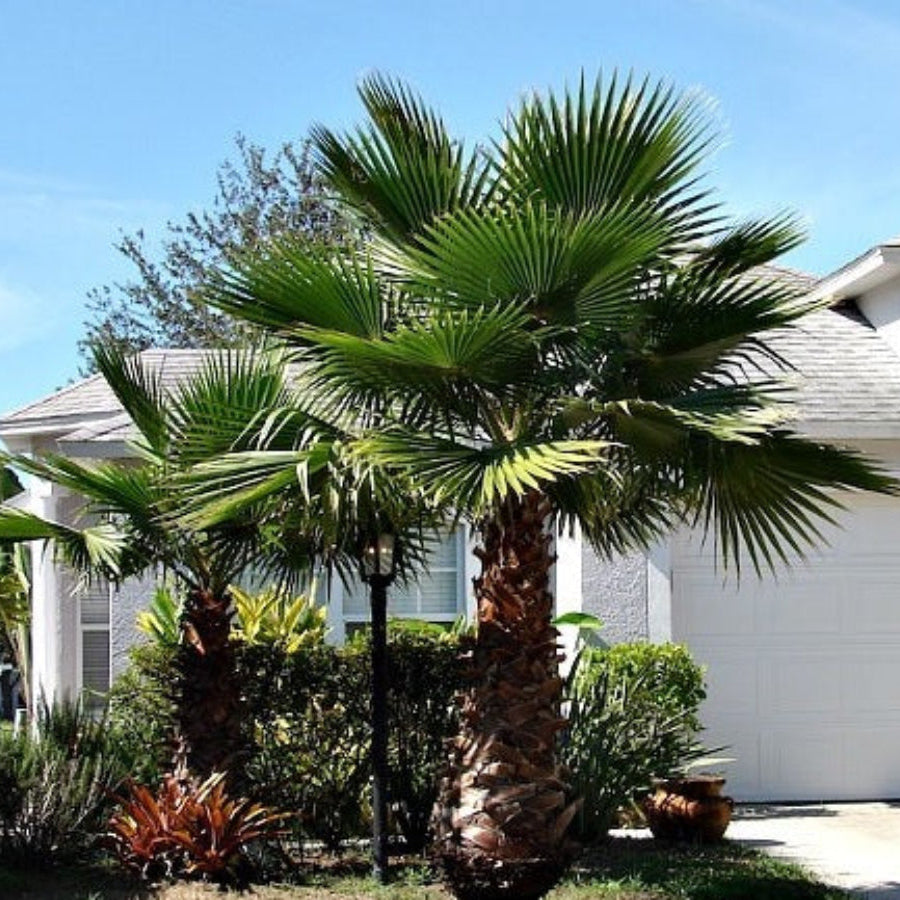 A mature Washington Palm (Mexican Fan Palm) showcasing a thick trunk and a crown of large, fan-shaped green fronds growing outdoors