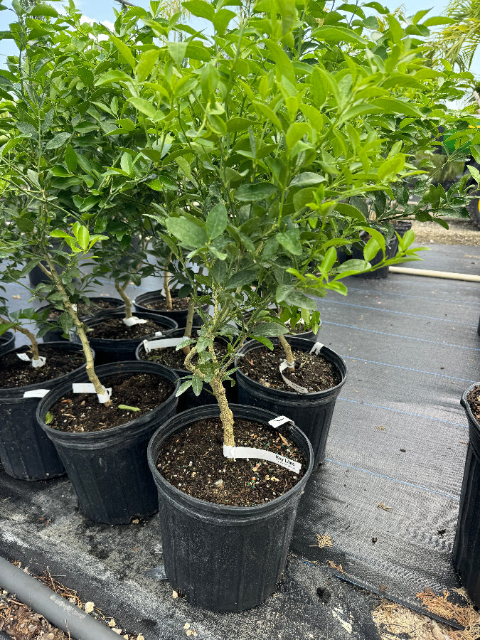 Meyer Lemon Citrus limon potted citrus plants in rows at nursery