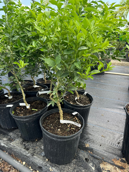Meyer Lemon Citrus limon potted citrus plants in rows at nursery