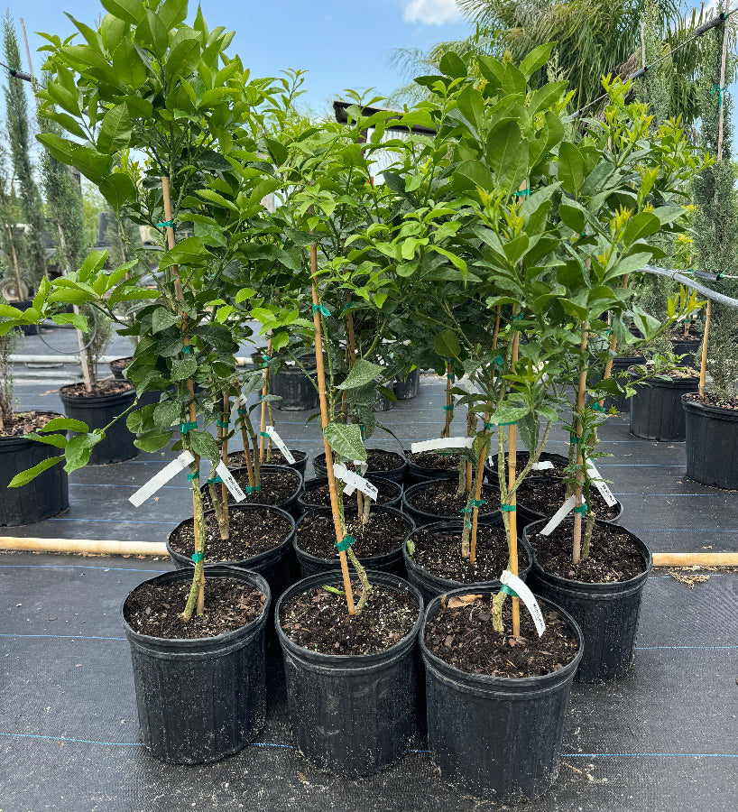 Meyer Lemon Citrus limon potted citrus plants in rows at nursery