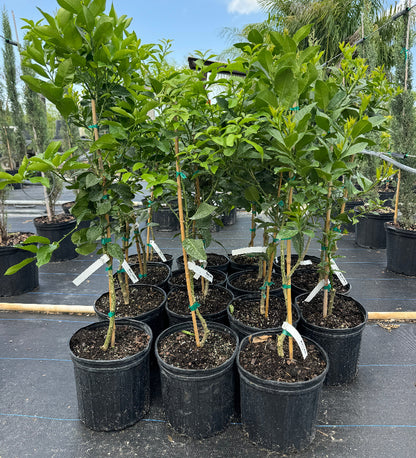 Meyer Lemon Citrus limon potted citrus plants in rows at nursery