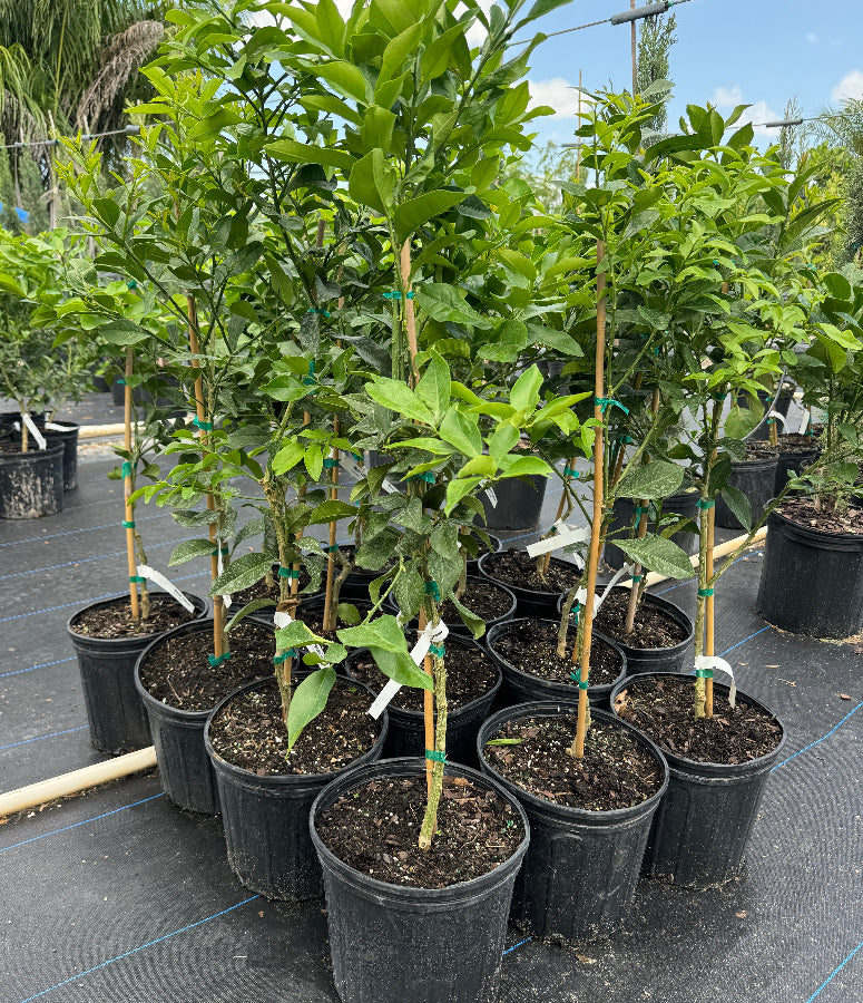 Meyer Lemon Citrus limon potted citrus plants in rows at nursery