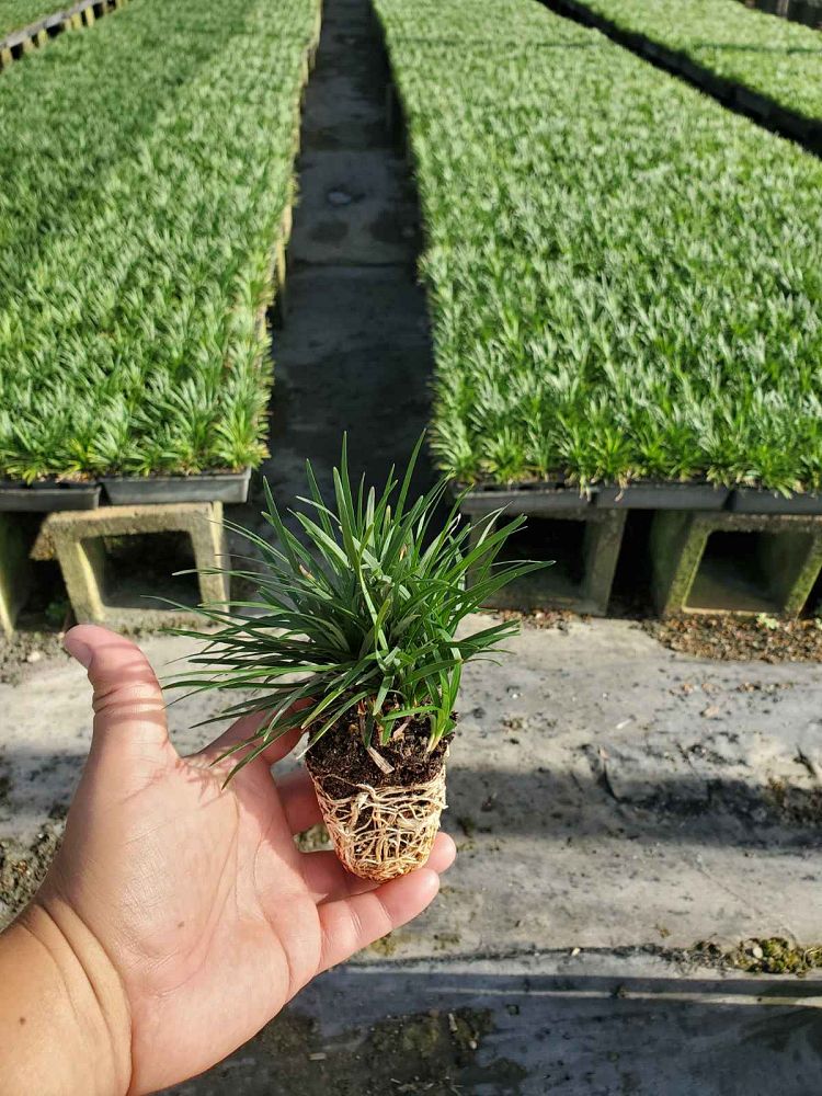 Dwarf Mondo Monkey Grass