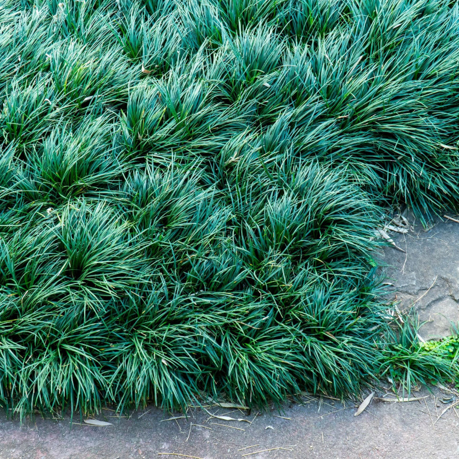 Mondo grass planted in garden