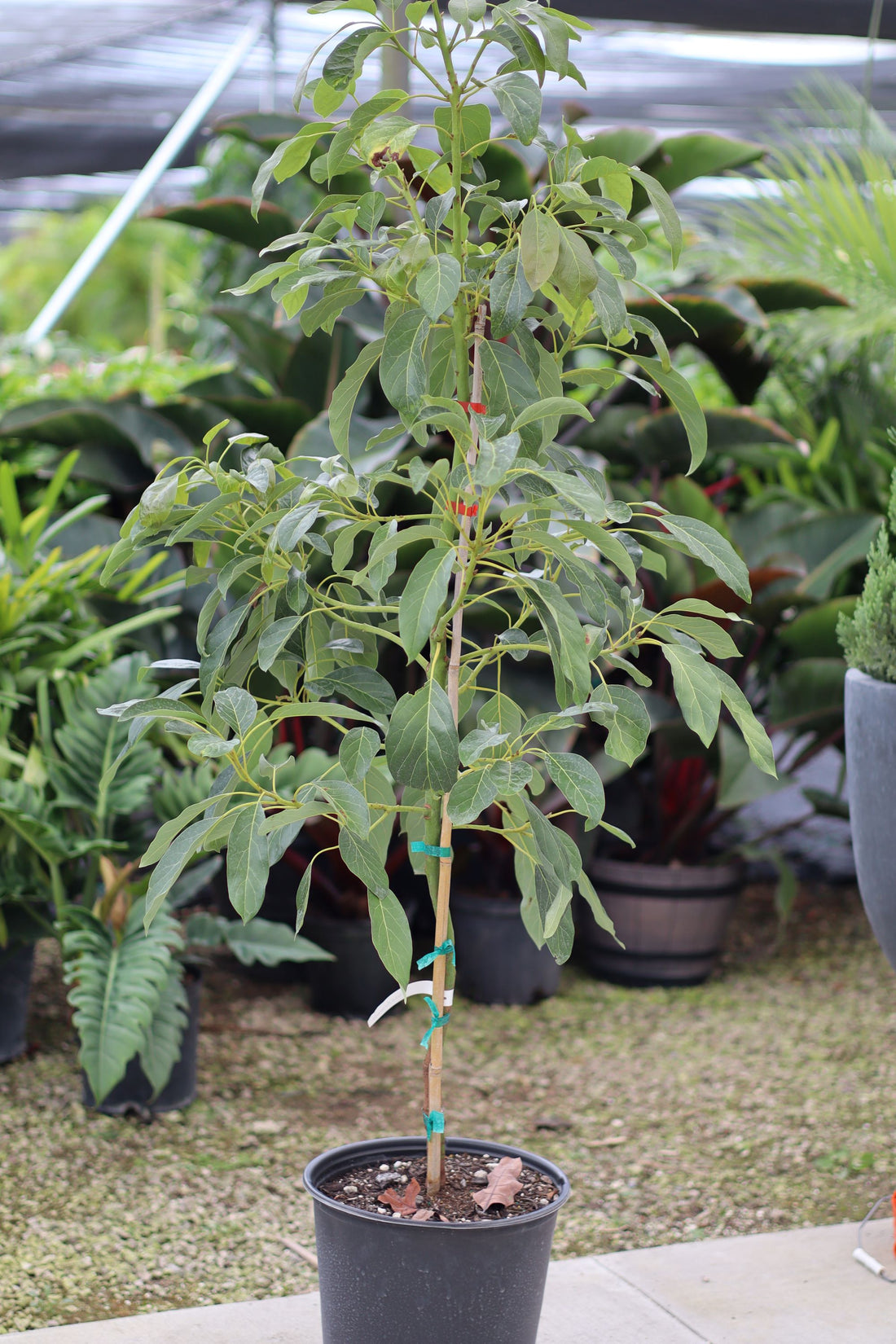 Monroe Avocado Fruit Tree, Cold Hardy Persea Americana