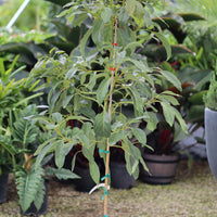 Beta Avocado Fruit Tree, Persea Americana