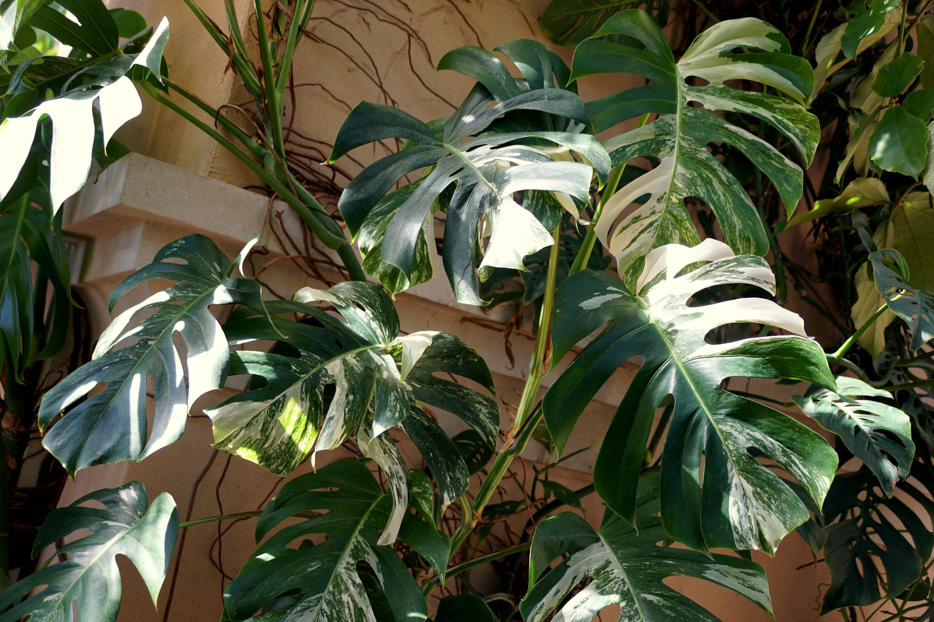 Monstera deliciosa albo borsigiana (High Variegation) - 6 Grow Pot –  Exotic Forest