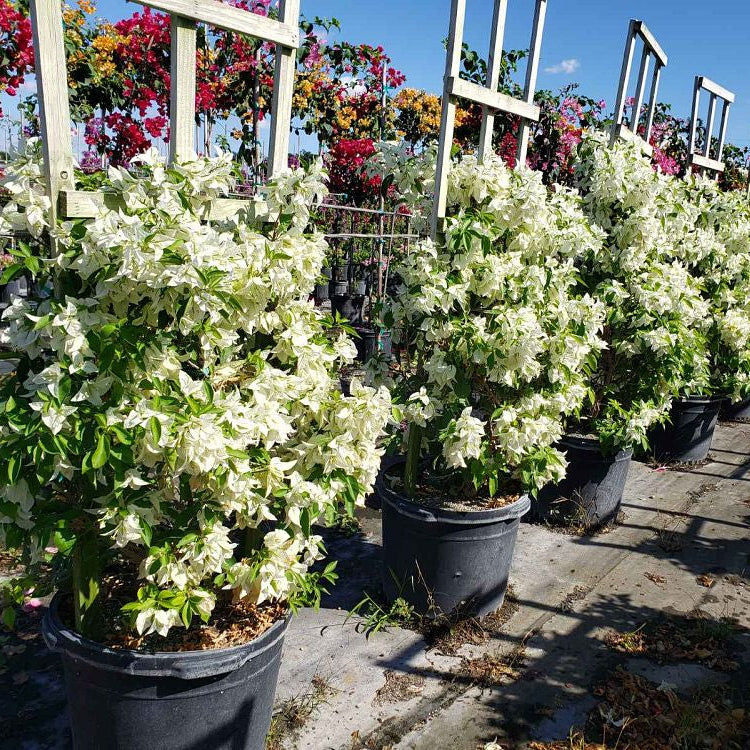 Bougainvillea White Flower Tree in Trellis, Ms. Alice White Flowering Tree in 5 gallon nursery pot with delicate white blooms trained on a wooden trellis in an outdoor nursery row, ideal for tropical garden landscapes and vibrant property borders.