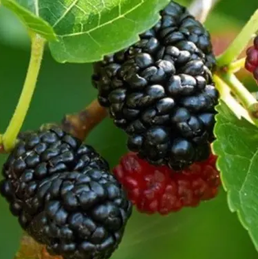 Black Mulberry Fruit Tree, Dwarf Everbearing Morus Nigra – Eureka Farms