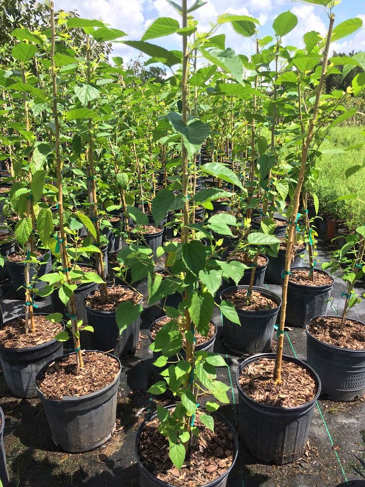 Black Mulberry, Dwarf Everbearing Morus Nigra
